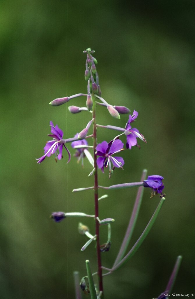 Untitled-Scanned-034